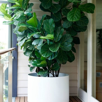 Ficus lyrata