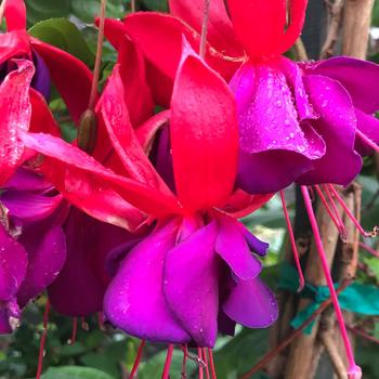 Fuchsia 'Voodoo' 