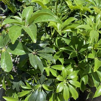 Schefflera arboricola