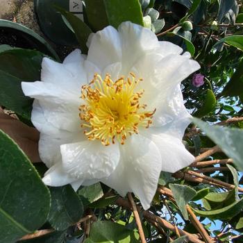 Camellia japonica 'Silver Waves' 