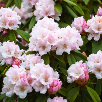 Rhododendron yakushimanum 'Crete' 