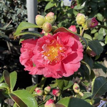 Camellia japonica 'Kumasaka' 