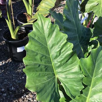 Alocasia 'Portatora' 