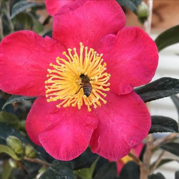 Camellia sasanqua 'Yuletide' 