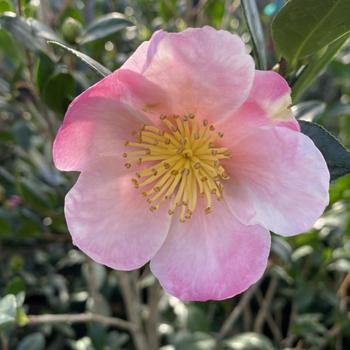 Camellia sasanqua 'Mondel' PP21687