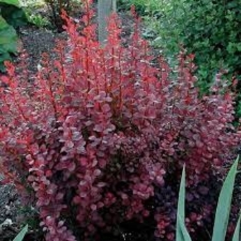 Berberis thunbergii 'Bailone' 