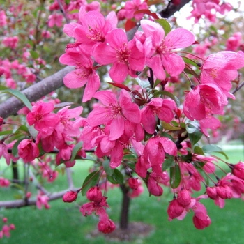 Malus 'Perfect Purple' Coppurple