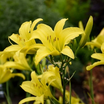 Hemerocallis 'Hyperion' 