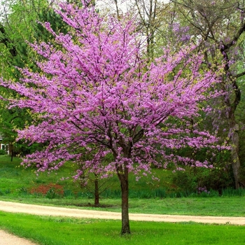 Cercis canadensis 'Minnesota Strain' 