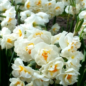 Narcissus 'Cassata' 
