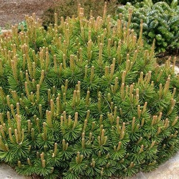 Pinus mugo 'Gnom' 