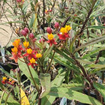 Asclepias curassavica