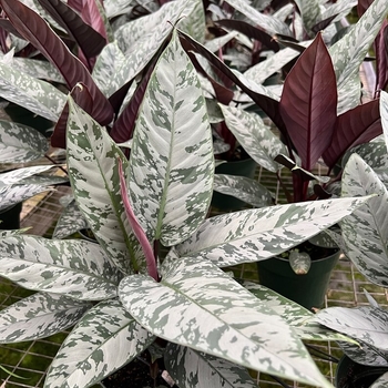 Apoballis acutissima