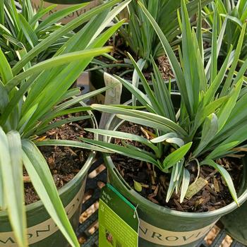 Dianella revoluta