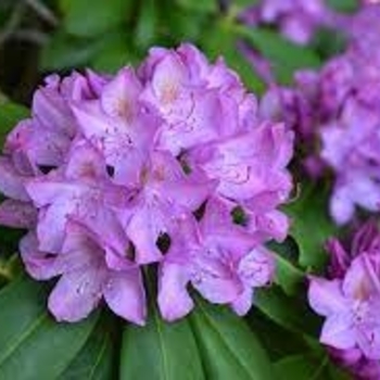 Rhododendron catawbiense 'Purpureum Elegans' 