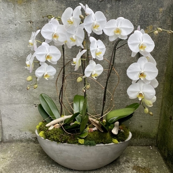 Phalaenopsis 