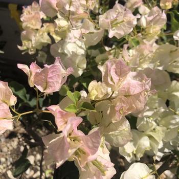 Bougainvillea 'Mary Palmer's Enchantment' 