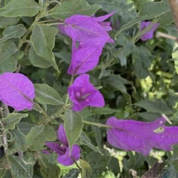 Bougainvillea brasiliensis