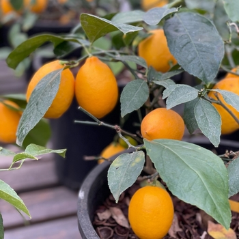 Citrus limon 'Meyer Improved' 