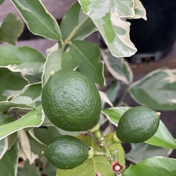 Citrus limon 'Eureka Variegated Pink' 
