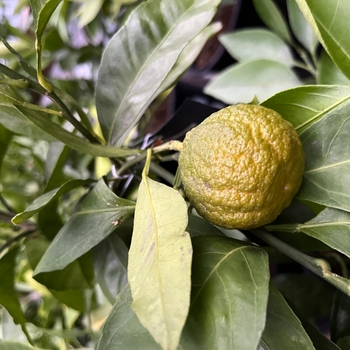 Citrus reticulata 'Owari' 