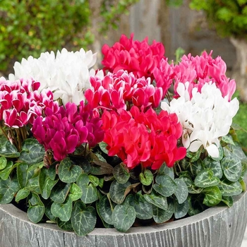 Cyclamen 'Mix' 