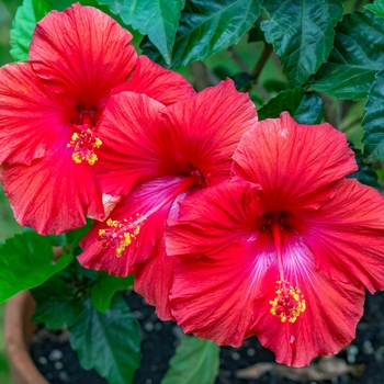 Hibiscus rosa-sinensis