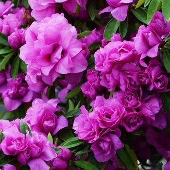 Rhododendron “Rosebud”; Gable hybrid Azalea “Rosebud”