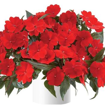 Impatiens hawkeri Harmony® Deep Red