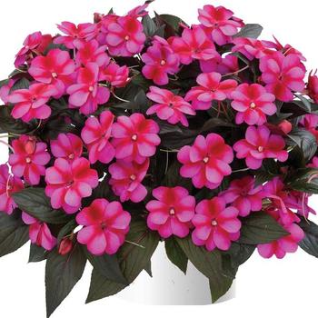 Impatiens hawkeri Harmony® Fuchsia Cream