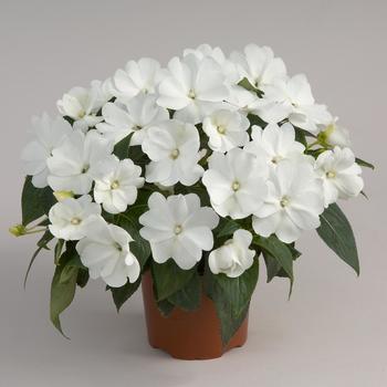 Impatiens hawkeri Harmony® Snow