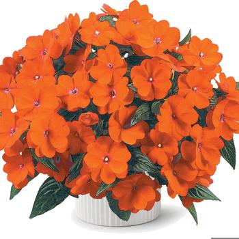 Impatiens hawkeri Harmony® Orange Blaze