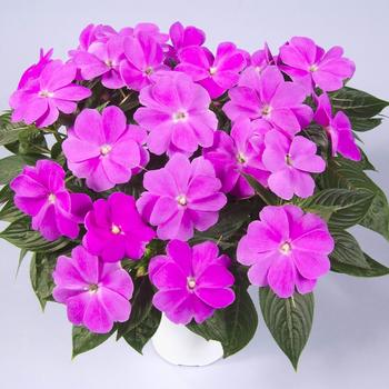 Impatiens hawkeri Harmony® Dark Lilac