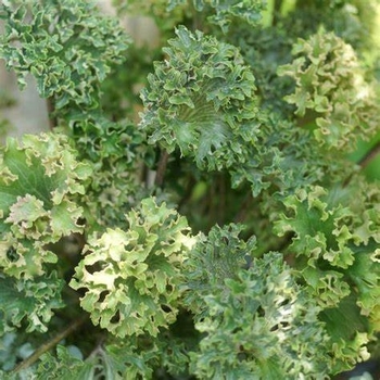 Farfugium japonicum 'Wavy Gravy' PP27654