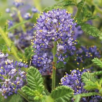 Ceanothus 'Julia Phelps' 