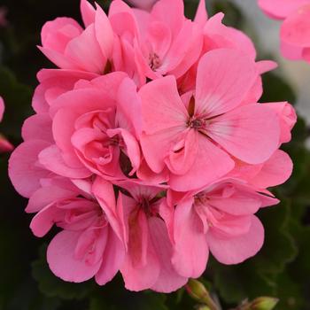 Pelargonium x hortorum