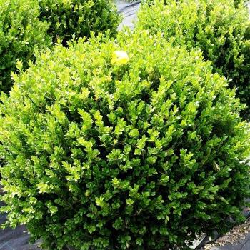 Buxus microphylla 'Faulkner' 