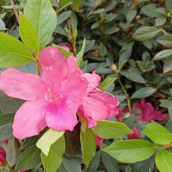 Rhododendron Southern Indica hybrid 'Judge Solomon' 