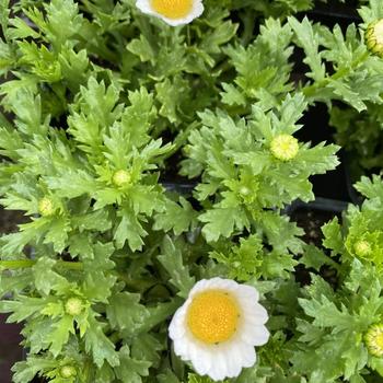 Leucanthemum paludosum