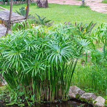 Cyperus papyrus