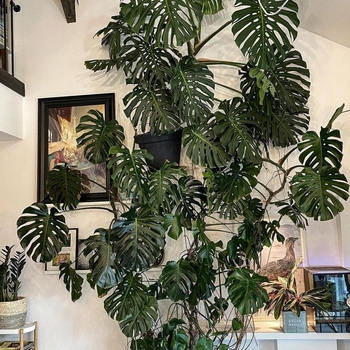 Monstera deliciosa