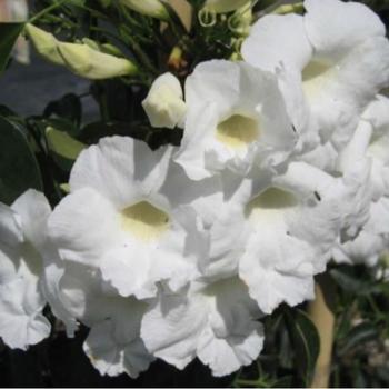 Pandorea jasminoides 'Alba' 