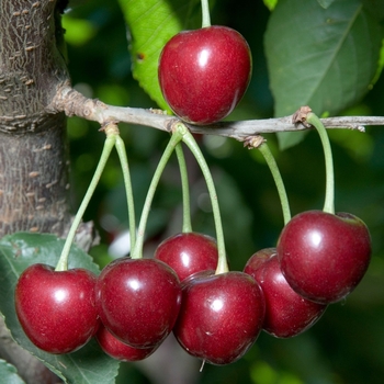 Prunus 'Lambert' 