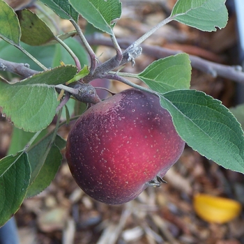 Malus pumila 'Lonacre' Lonacre