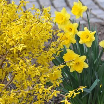 Forsythia x intermedia 'Magical® Gold' 