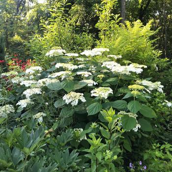 Hydrangea arborescens 'Haas Halo'