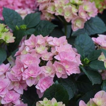 Hydrangea macrophylla 'Hortdodupi' 