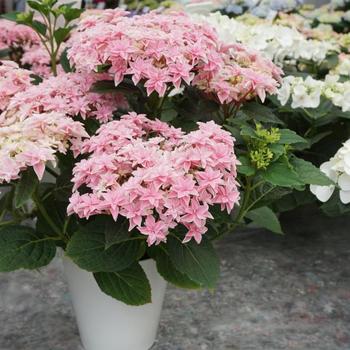 Hydrangea macrophylla 'Hortdostar' 