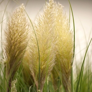 Cortaderia selloana 'Golden Goblin' 