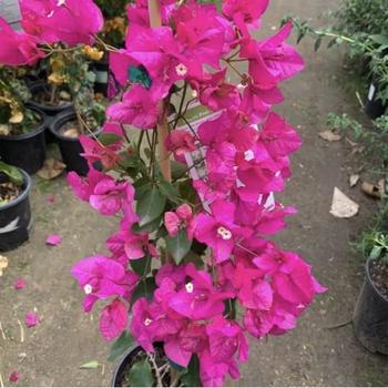 Bougainvillea 'Miami Pink' 